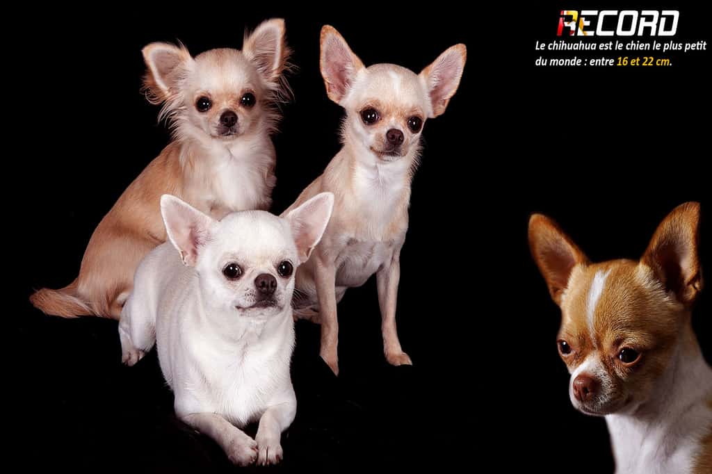 Les Chihuahuas sont de petits chiens pleins de caractère, originaires du Mexique. Avec leur taille minuscule et leur poids léger (généralement moins de 3 kg), ils sont parmi les plus petits chiens du monde. Leur personnalité est surprenante : malgré leur petite stature, ils sont souvent courageux, vifs et protecteurs envers leurs proches. Ils peuvent être très affectueux et tissent des liens étroits avec leurs maîtres, mais ils n’hésitent pas à aboyer pour défendre leur territoire.Leur apparence varie, avec des poils courts ou longs, et une large palette de couleurs. Intelligents, ils apprennent vite, mais peuvent être un peu têtus, nécessitant une éducation douce, mais ferme. Grâce à leur petite taille, ils s’adaptent bien à la vie en appartement. Toutefois, ils ont besoin de socialisation pour éviter d’être craintifs ou agressifs. Leur espérance de vie, généralement de 12 à 20 ans, en fait de parfaits compagnons pour les amoureux des petits chiens pleins de vitalité.© Caterinarufo, Wikimedia Commons, DP